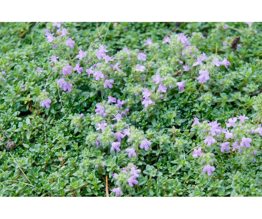 Pink Chintz Thyme